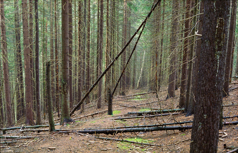 Krušné hory, cesta, Oloví (Kraslice), suché stromy
