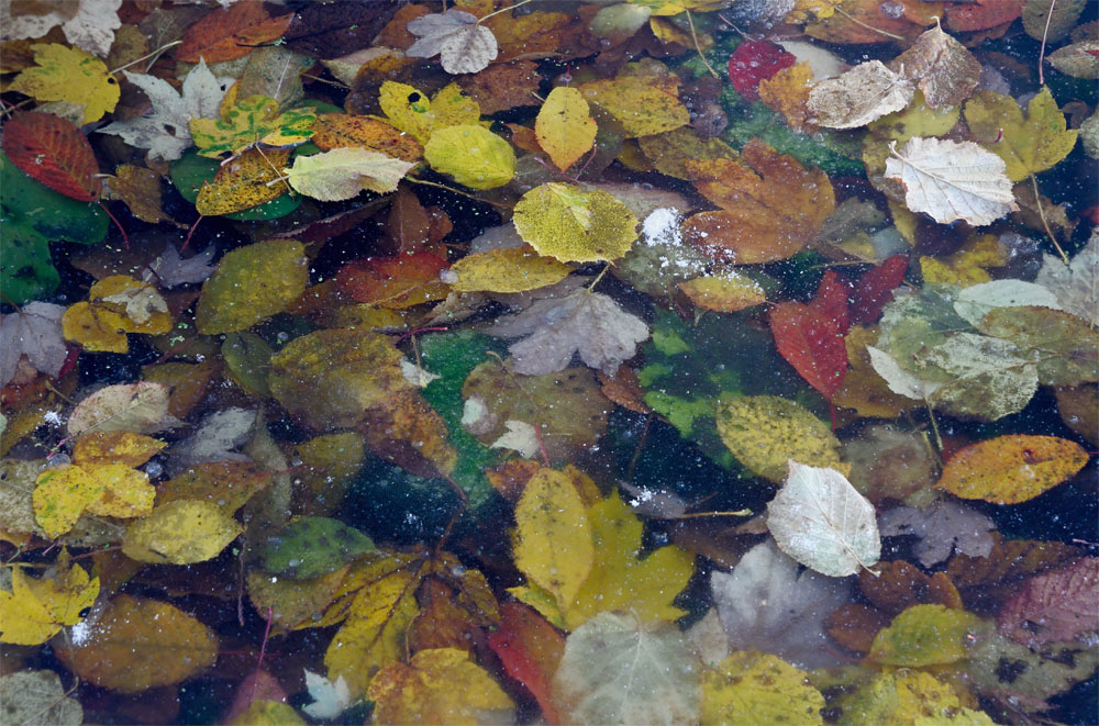 Krušné hory, listí, Loučná (Jindřichovice)