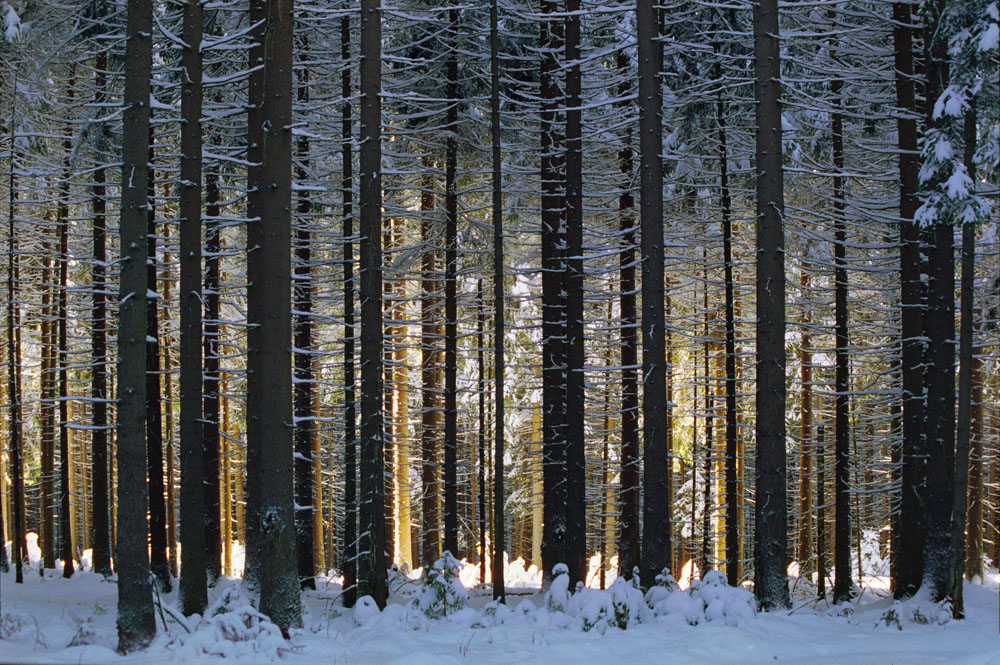 Krušné hory, stromy, Loučná (Jindřichovice)
