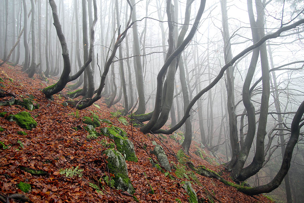 Krušné hory, stromy, Plešivec (Abertamy, Jáchymov)