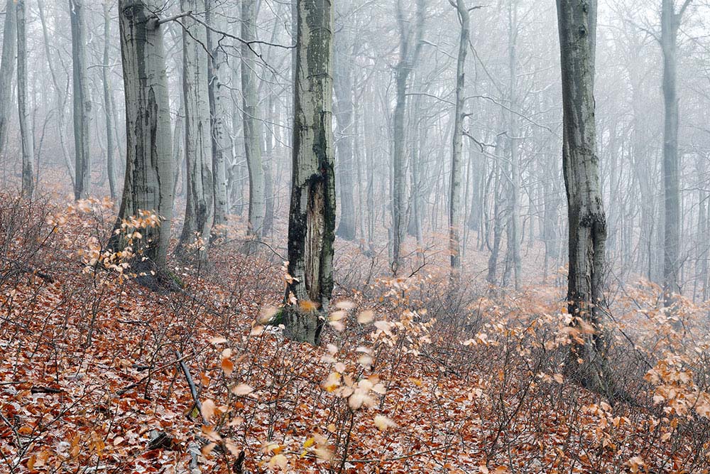 Krušné hory, Křižanovické údolí, Křižanov – Bouřňák (Nové Město, Hrob, Teplice)