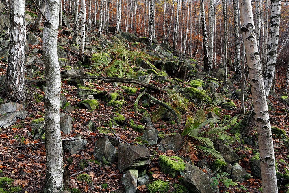 Krušné hory, Křižanovické údolí, Křižanov – Bouřňák (Nové Město, Hrob, Teplice)