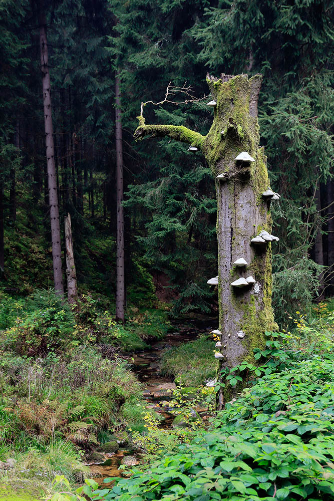Krušné hory, Sachsengrund, Morgenröthe-Rautenkranz, Přebuz, Kraslice