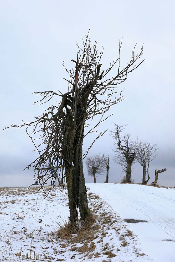 Krušné hory, Moldava (Teplice)
