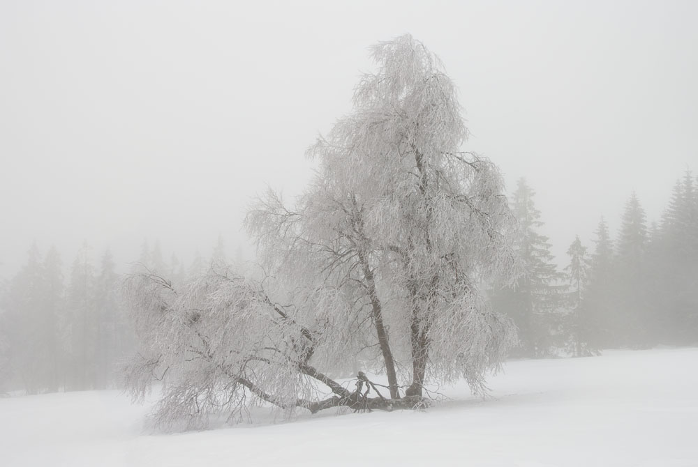 Krušné hory, strom, rašeliniště Boží dar