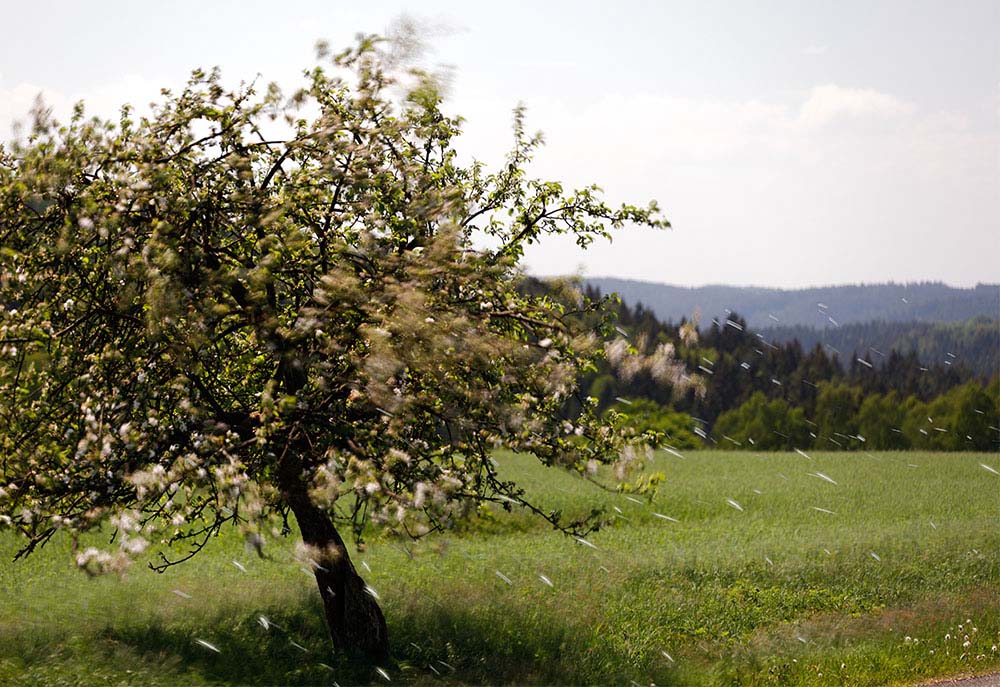 Krušné hory, Jindřichovice – Loučná (Kraslice, Sokolov)