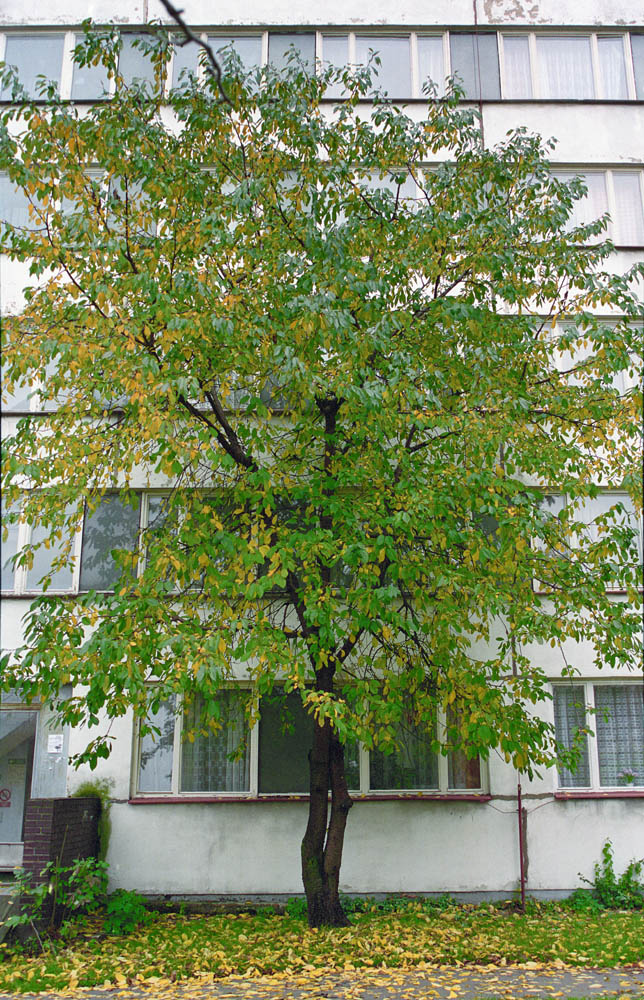 sídliště Prosek, Praha, Litoměřická, strom, třešeň, podzim
