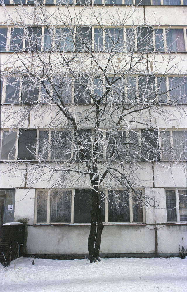 sídliště Prosek, Praha, Litoměřická, strom, třešeň, zima, sníh