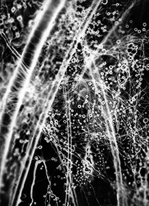 thumbnail of photograph Shadow Drawing