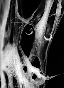 thumbnail of photograph Shadow Drawing